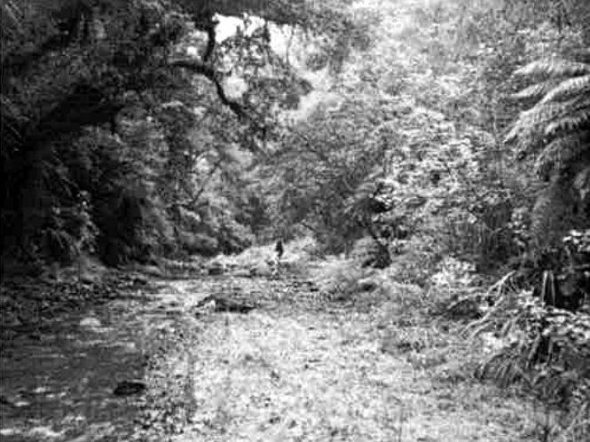 Photo from Stinging Nettle, Spotlights, Other Weird Things